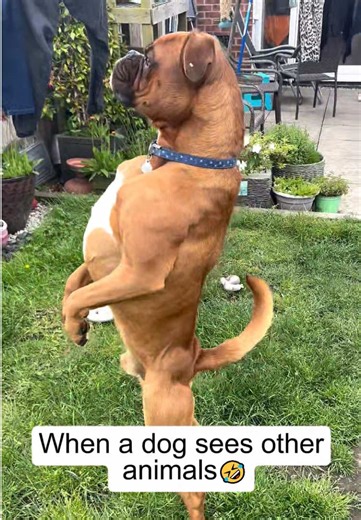 When Dogs See Other Animals: A Hilarious Reaction