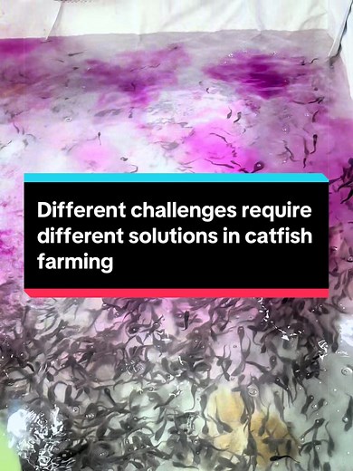 Organic vs Inorganic Treatments in Catfish Farming