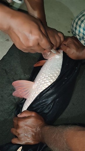 Big Glass Cup Fish Induction #fishing #shorts #fishing