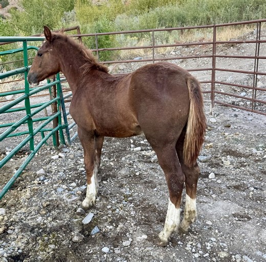 Weanling draft cross with chrome and feathering on her legs | Horses | KSL Classifieds
