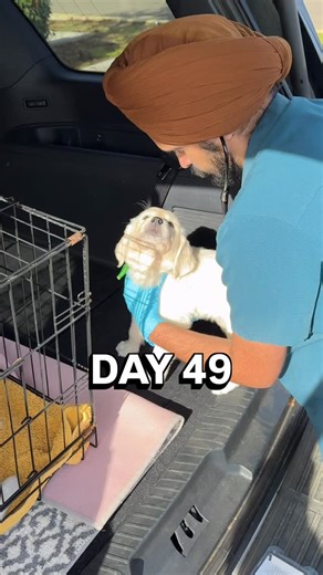 Kerry Nichols | Nicholberry Goldens on Instagram: "This may not make you ooh and ahhh, but it is incredibly important. Their first vet experience was resoundingly positive because my vet (and incredible vet techs) was willing to make it so. These little brains are so supple and early vet experiences will shape how they feel about the vet for the rest of their lives. I love knowing that this calm and reassuring experience is what’s on their hard drive! #veterinarian #puppies #veterinary"