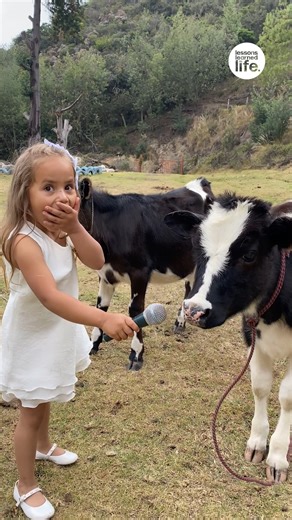 2.8M views · 55K reactions | Little cow has the perfect answer during an interview  | Lessons Learned In Life | Facebook