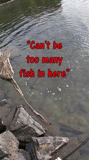 Easy to Catch Pike (05/04/26-4)