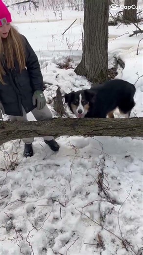Is Alice an agility dog? || #horse #equestrianjourney #schoolvideo