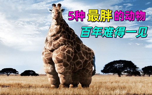 胖到无法翻身是种什么体验，这5个最胖的动物，百年难得一见