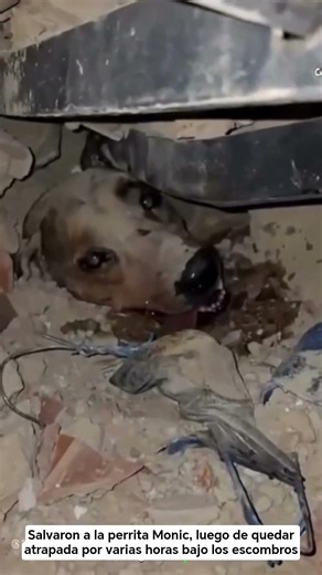 Los Animales también son importantes y son seres vivos merecen nuestro apoyo