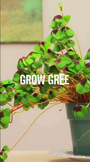 Ideas to Upscale Sustainability in the Classrooms
