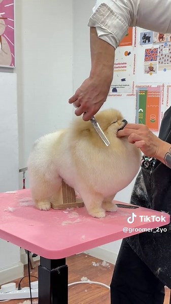 Pomeranian Grooming Tips for Dog Lovers