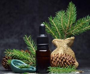 Harvesting Medicinals from Pine Trees