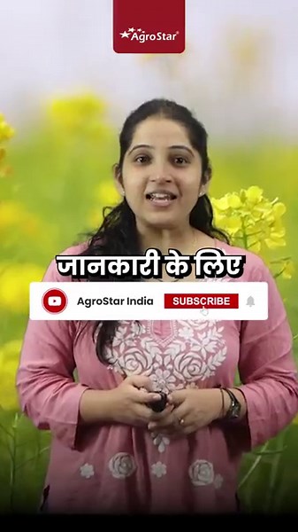 How to make mustard crop green and oily 🤔 mustard farming | sarso ki kheti | #shorts #agrostar