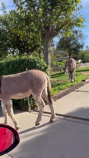 Donkeys in the yard
