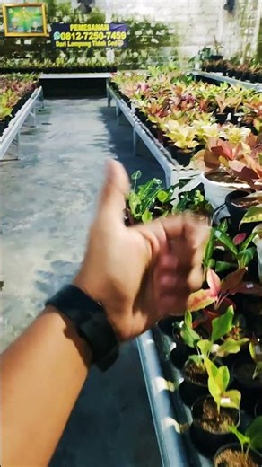 Aglonema ornamental plants