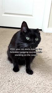 24K views · 2.4K reactions | pov: your cat starts making the forbidden gagging sounds while standing on the carpet 﫣 #catmomlife #funnycats #crazycatladylife #catperson #catsiblings #oneeareduno #twoeareddos | One eared uno | Facebook