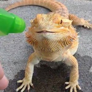 16K views · 325 reactions | Just a lizard keeping hydrated 年 | 999.999.999 Pictures | Facebook