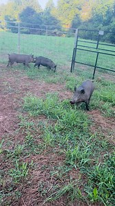 1.5M views · 8.2K reactions | Daytime capture at the Flint River . #JagerPro #invasivespecies | Jager Pro Hog Control Systems | Facebook