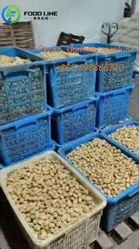 🥜 Pecan Shelling Machine in Action