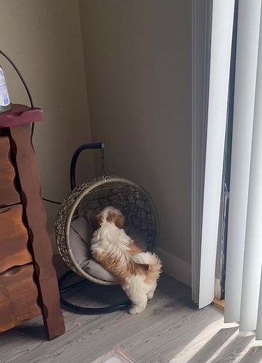 Adorable Shihtzu Puppies: California Life and Breeding Club