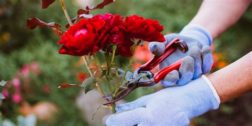 4 plants to prune in October before it's too late