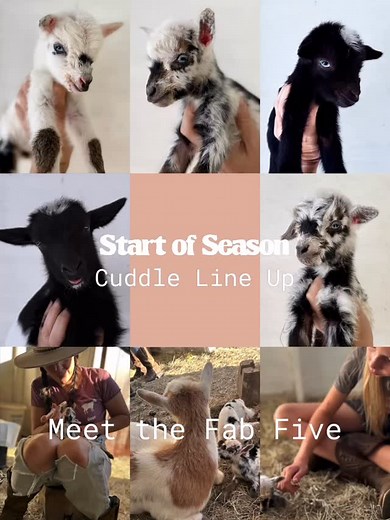 19 reactions · 7 comments |  IT’S ALMOST TIME… our 2025 CUDDLE...