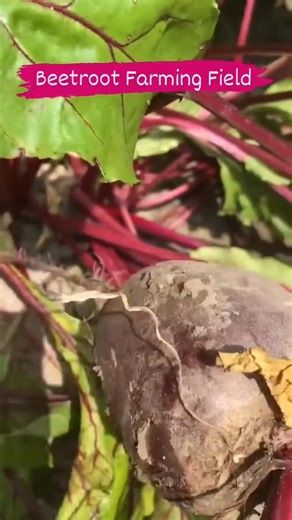Beetroot Farming Field! 😍🌿 | iMaDe FARMs