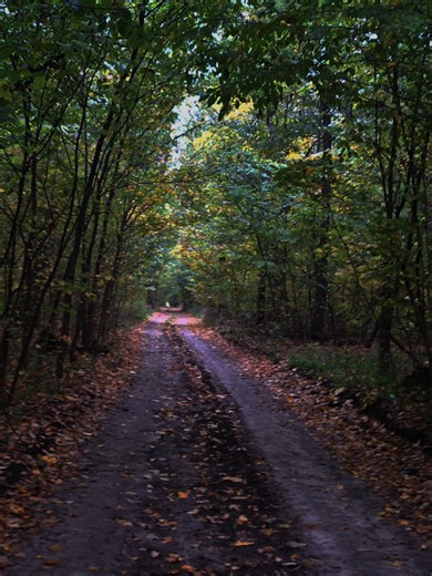 Perfect Forest Sunset Spot: A Serene Nature Escape