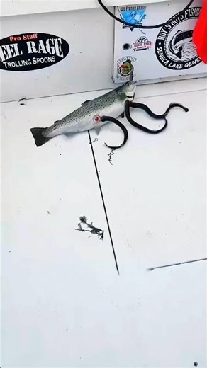 "Ocean Vampire Caught on Camera 😱 | 7-Gilled Fish From the Dinosaur Era"