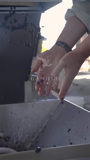 1.2K views · 20 reactions | The optical sorter may move fast, but we guide it with precision. Cleaner fruit. Fewer compromises. A better foundation for great wine. #GambleEstates #Harvest2025 #NapaValleyWine #HarvestHands #Wine #2025Vintage | Gamble Estates | Facebook