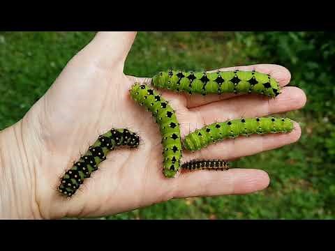 Schmetterlingsraupen und ihre unglaublichen Fähigkeiten