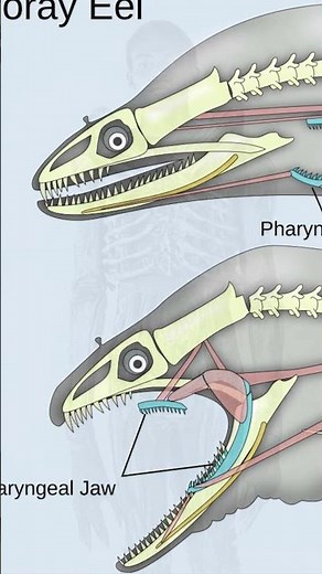 Alien: 6 Things You Never Knew About the Xenomorph
