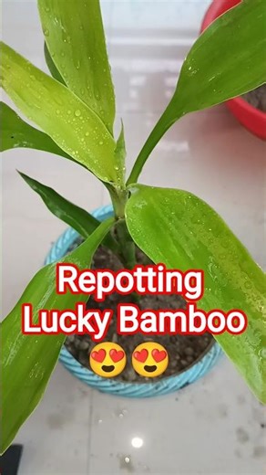 Repotting Lucky Bamboo 😍 #shorts #shortsfeed #viralshorts #trending