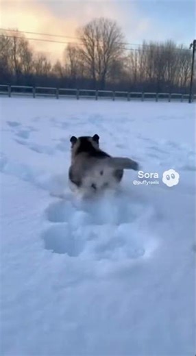 Puppy’s herding instinct kicks in surprisingly early