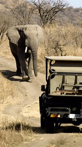 2.1K views · 8.5K reactions | Believe it or not this African bull...