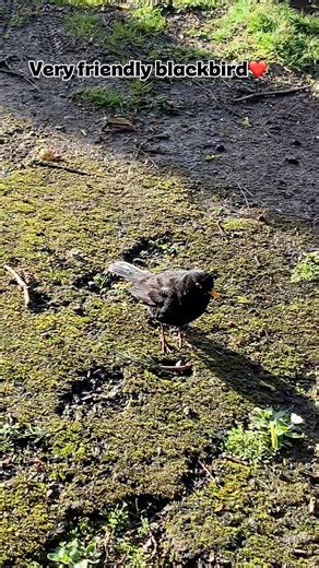 Lovely blackbird I’ve been visiting for a while❤️ #gardenbirdsuk #blackbird #wildlife