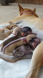 116K views · 926 reactions | Suck more milk | Game 4 | Facebook