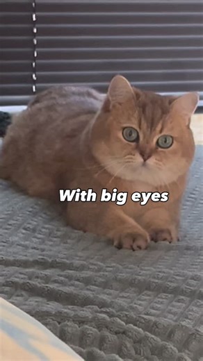 Mango🥭 and Sesam 🩶 the cats on Instagram: "I want a FAT CAT #britishshorthair #cat #catreels #catsofinstagram #instacat catlife cutecat fatcat funnycats catmemes catvideo cats_of_instagram catlovers cute catstagram catlover catoftheday cats_of_instagram catlife catlove kittycat instagramcats ilovecats catsofig cats_of_world mycat cutecats catlady crazycatlady cat_features_daily"