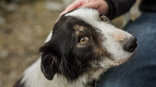 Outbreak of canine respiratory illness closes Multnomah County dog intake and adoptions