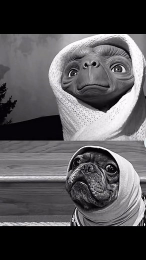 My ridiculously cute Yoshi versus E.T. - who's the undisputed king of cute overload? #frenchbulldog #E.T. #furbaby #fypシ #pet #cutenessoverload #cute | Cali Soriya