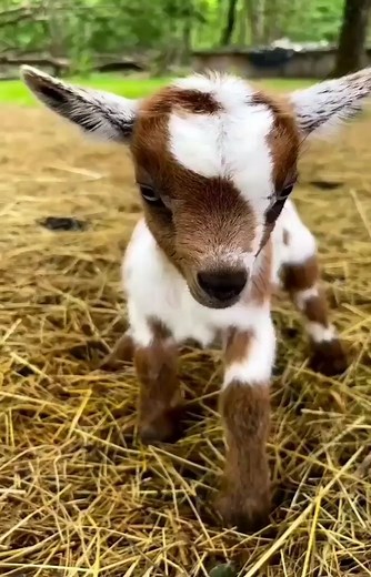 Goat Lovers💕 on Instagram: “😍🐐❤ By @chevre_toy_miniature . . . . . . . . #goats #goatstagram #goatsofinstagram #babygoats #babygoatsofinstagram #cutegoats…”