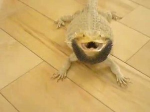 Bearded Dragon Black Beard and Hissing