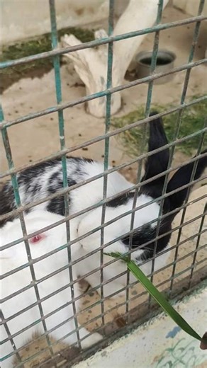 cute rabbits love fighting for food.#rabbits #love #fighting #2026 #kissing #leaves