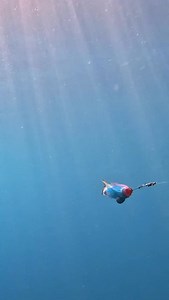 Hope to see a lot of these guys over the next few days. @lossuenostriplecrown starts tomorrow! @lolacszcosta #fishtanksportfishing #captainbenft | Fish Tank Sportfishing