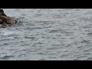 Late Devonian footage for something