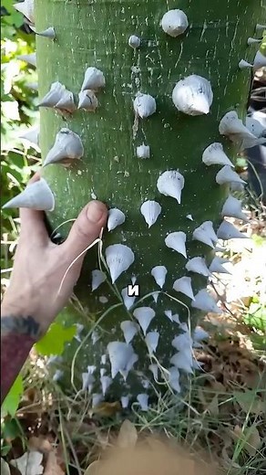 Dynamite tree #facts #plants #nature #plantsvszombies