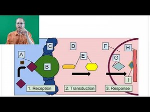 AP Bio: Cell Communication - Part 2