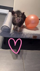 Parfois, malgré des débuts de vie difficiles, certains petits nous rappellent à quel point les animaux sont résilients. Cette petite cocotte fait partie du sauvetage d’une maman et de ses cinq bébés, retrouvés dans un environnement totalement inadéquat. Aujourd’hui, c’est un immense bonheur de vous dire que Rita est adoptée et quittera le refuge ce samedi pour aller découvrir sa nouvelle famille. Ce matin, elle a été une vraie championne : bain, taillage de sabots… tout s’est fait dans le calme 