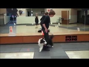 Rally FrEe compilation video