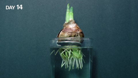 Growing paperwhite narcissus flower from bulb (48 day time lapse)
