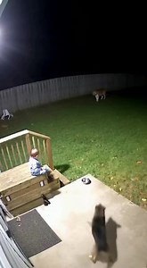 19K views · 323 reactions | CCTV Footage: Tiger approaches child — Pet dog chases it away!  #TigerAttack #DogSavesChild #CCTVCaught #BraveDog #AnimalEncounter #BackyardSafety #RealFootage #USAHouse #WildlifeScare #ViralShorts | Ai World | Facebook