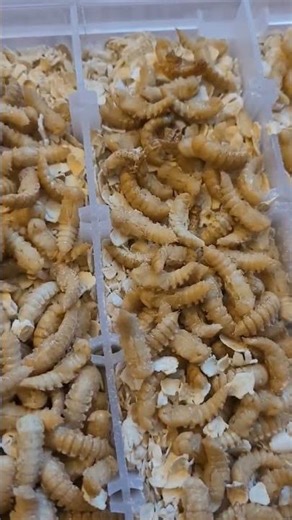 Mealworm Farming - Pupae Rearing Tub Upgrade and Pupae Count.