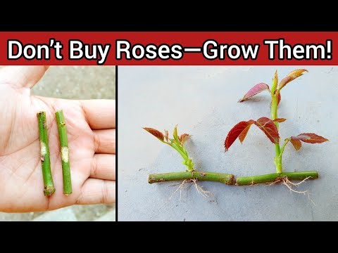 Grow roses from cuttings fast | Easy method to propagate roses at home 